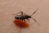 Cremnocephalus alpestris